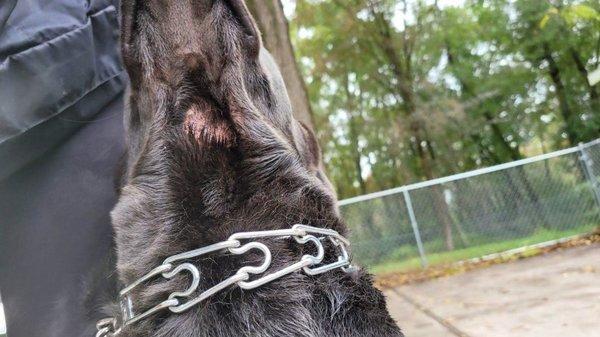 Dan Gentile Dog Training Center