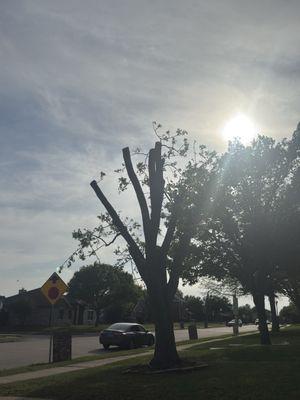 Carlos Jr Tree Service