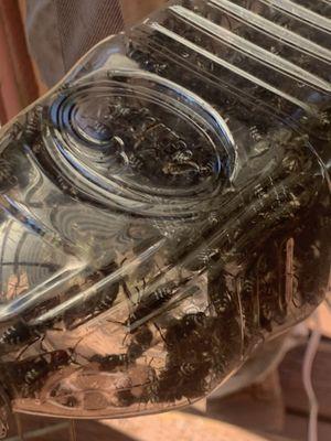 Bee Man - Cascadia Venom Collection