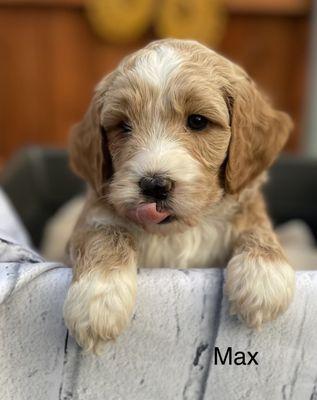 F1B mini Goldendoodle