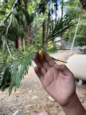 Baby pine cone