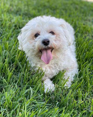 Veterinary Medical and Surgical Group - OC