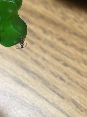 Sprouts Farmers Market