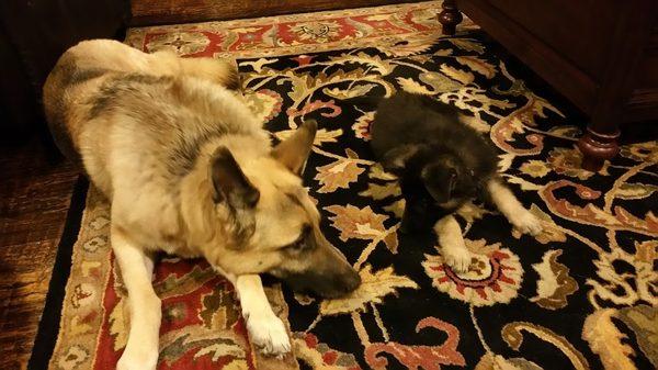 Vader mirror image to his best friend Dante