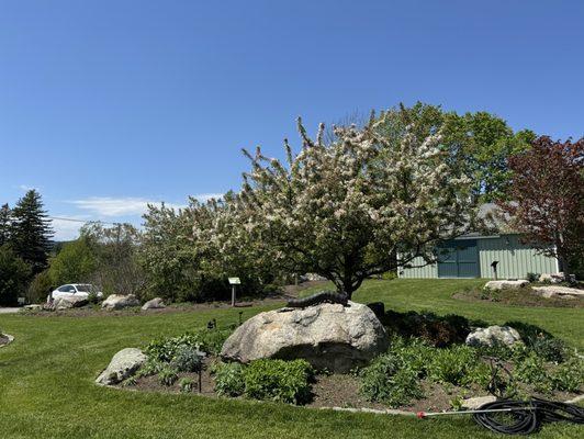 They have labeled flowers.