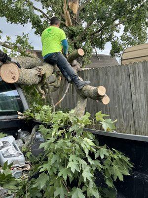 Palmas Tree Service