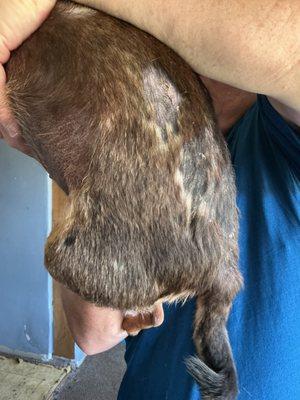 Rush Veterinary Center