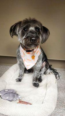 Downey Dog Grooming Salon & Spa