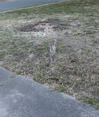 Vizueth Tree Services