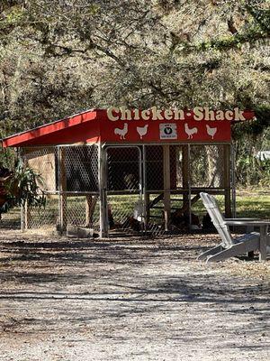 Chicken's Shack where you get fresh eggs.