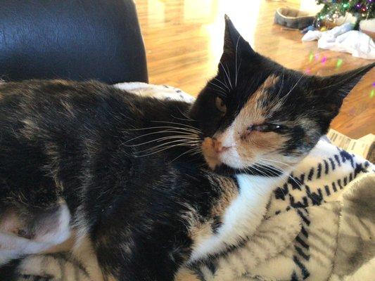 High Desert Veterinary Care