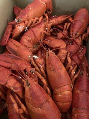 Verona Island Lobster