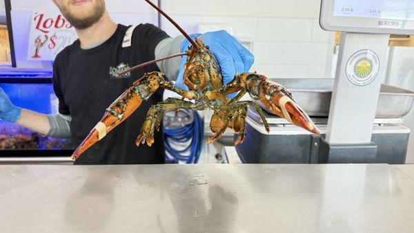 Lombardi's Seafood