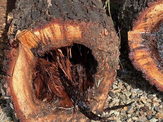 Apex Tree Professionals