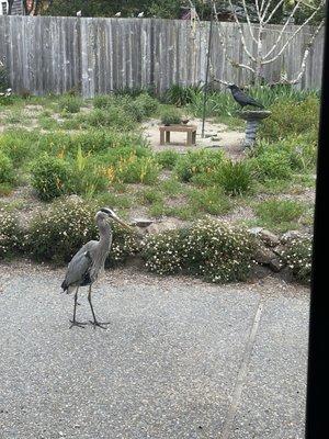 Bertha, the great blue heron, came for a visit on our final morning