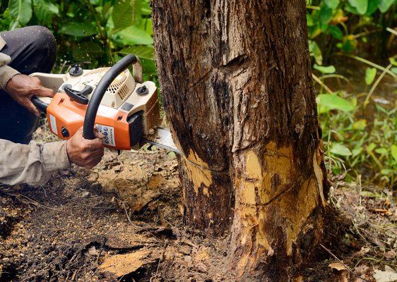 Tree Service Latino