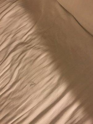 Bedsheet not cleaned with previous guest hair!