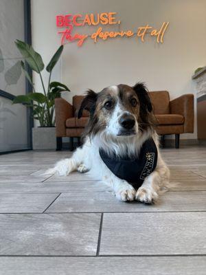 Badger boy is so photogenic, how do you not just snap a few. He said he is used to the paparazzi 