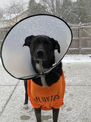 Eye Care for Animals - Chicago