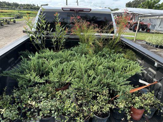 M & J Nursery Growers