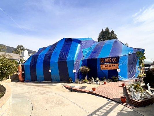 Drywood Termite Fumigation