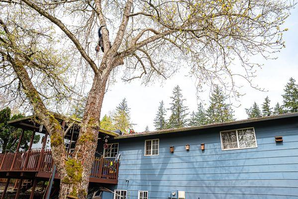 Branching Out Tree Care