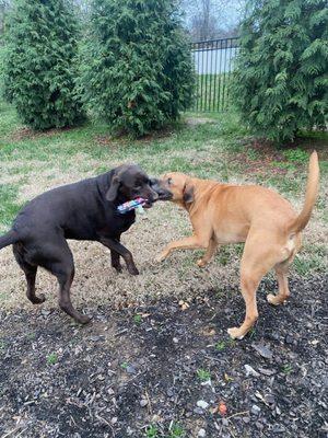 Music City Pet Sitting