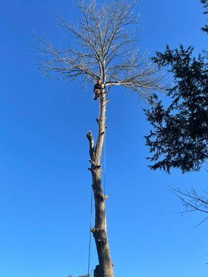 NeryLopez landscaping