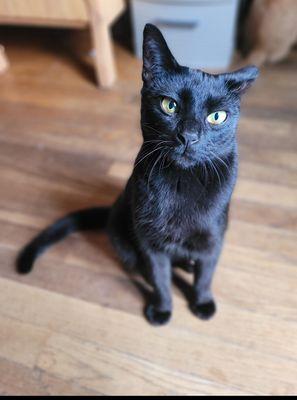 Jenny T's Pet Service