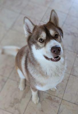 Woofie's of North and East Tucson