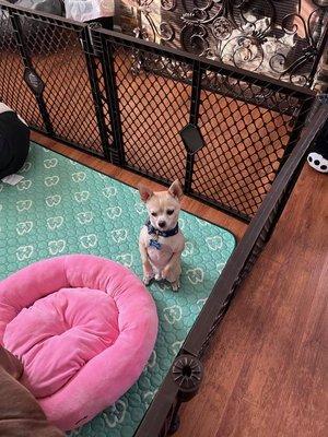 Southern Oasis Pet Resort & Spa