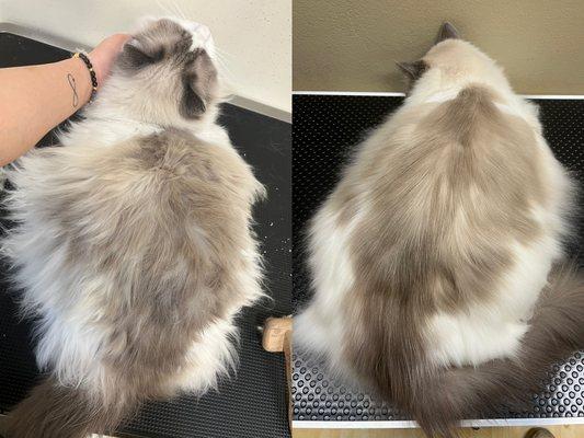 Cat grooming before and after