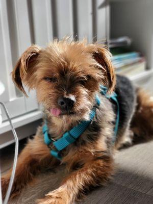 Pawfect Pet Services