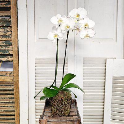 CYMBIDIUM ORCHID PLANT