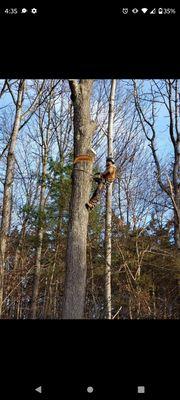 Lennox Tree and Landscaping