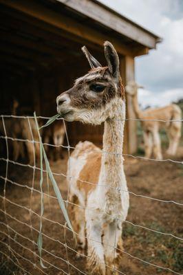 Alpaca Mountain Event Center