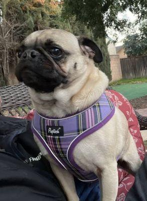 Sherman Oaks Dog Grooming