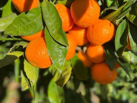 S and J Mandarin Grove