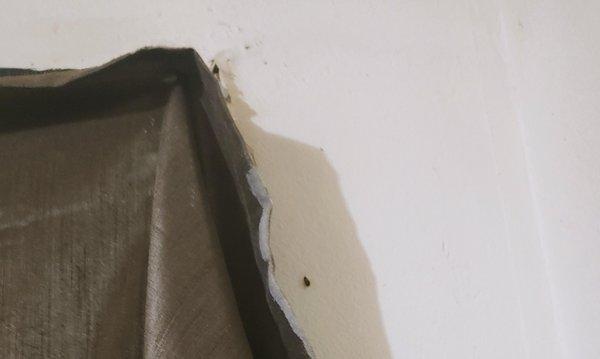 Cocoafoaches in his aprtmemts pheasant court he is slum lord everything u read is absolutely true