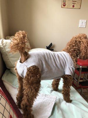 The Greatful Pet Animal Clinic