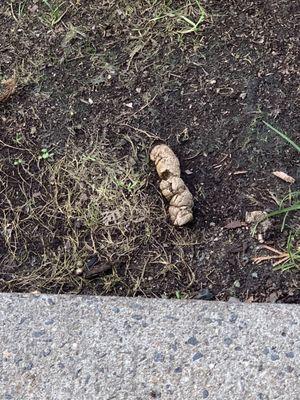 Bell North Shore Apartments