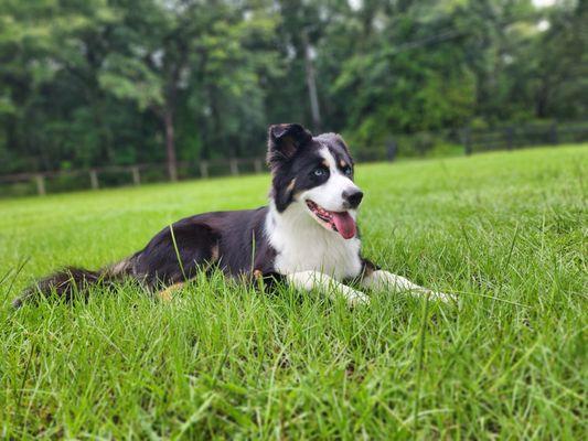 Camp Run A Mutt - Gainesville