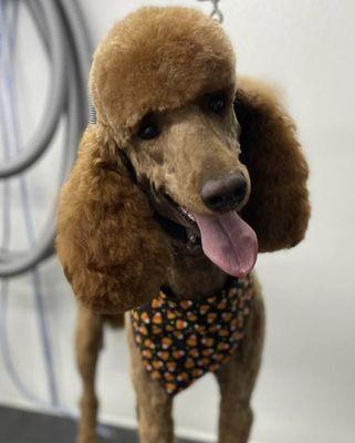 Zoomin Groomin - Norfolk, VA