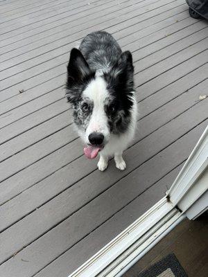 Echo