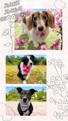 Jinkies Jenkins Grooming