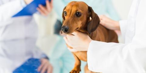 Lakeside Veterinary Medicine