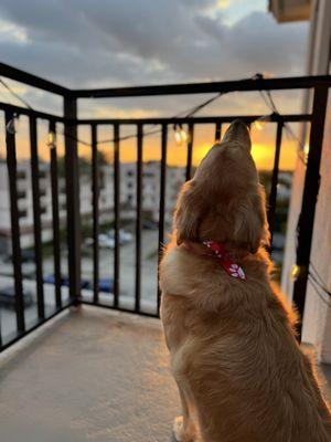 Woof Gang Bakery & Grooming Dadeland