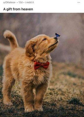 Doggy Days Pet Services