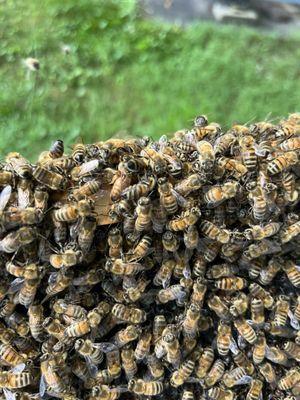 Can you find the Queen Bee?