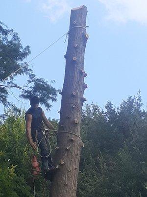 Tree Removal